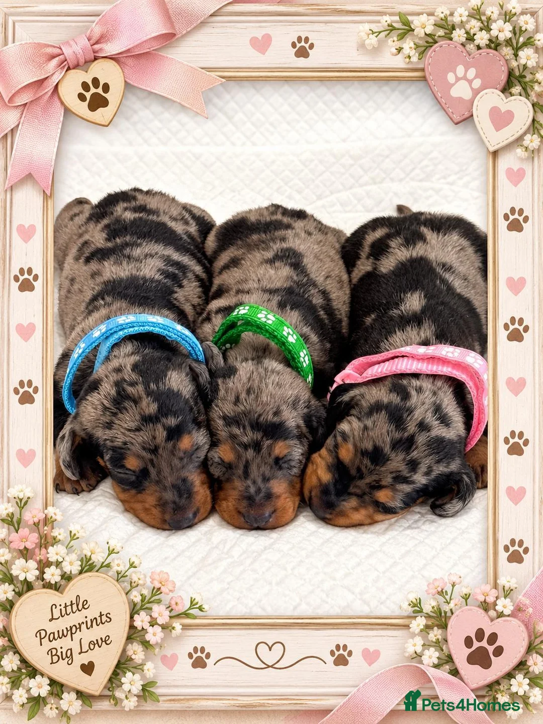 Miniature Dachshund dogs for sale: Adorable Miniature Dachshund Puppies - Advert 2