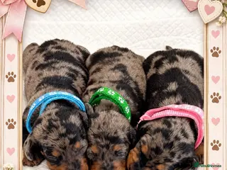 Miniature Dachshund dogs Adorable Miniature Dachshund Puppies - Advert 1