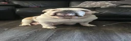 English Bulldog dogs for sale: Julie chalk  in Norwich - Advert 9
