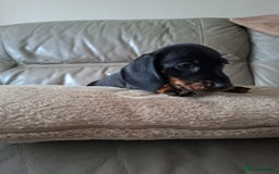 Miniature Dachshund dogs for sale: Miniature smooth hair dachshunds - Image 16