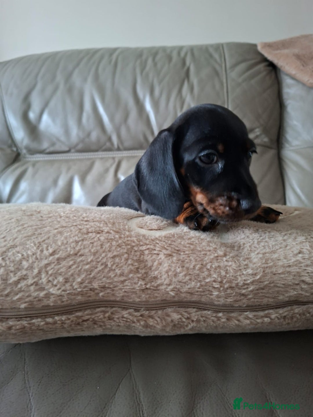 Miniature Dachshund dogs for sale: Miniature smooth hair dachshunds - Image 16