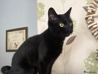 Mixed Breed cats Black female cat for sale - Advert 1