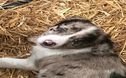 Sprollie dogs for sale: Sprollie pups - Image 4