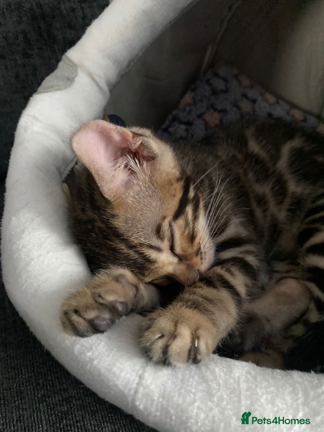 Bengal cats for sale: Bengal4U - Advert 10