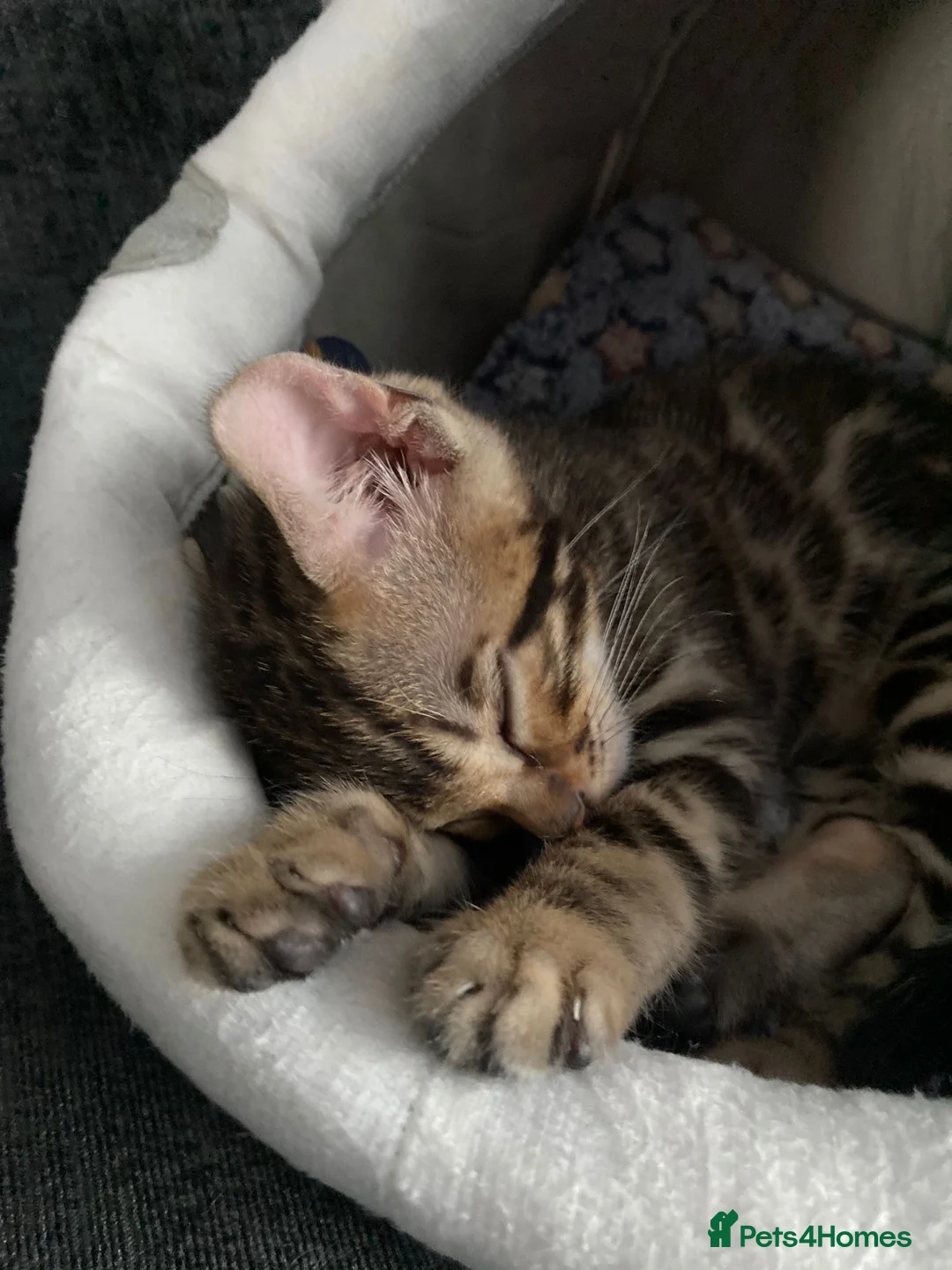 Bengal cats for sale: Bengal4U - Advert 10