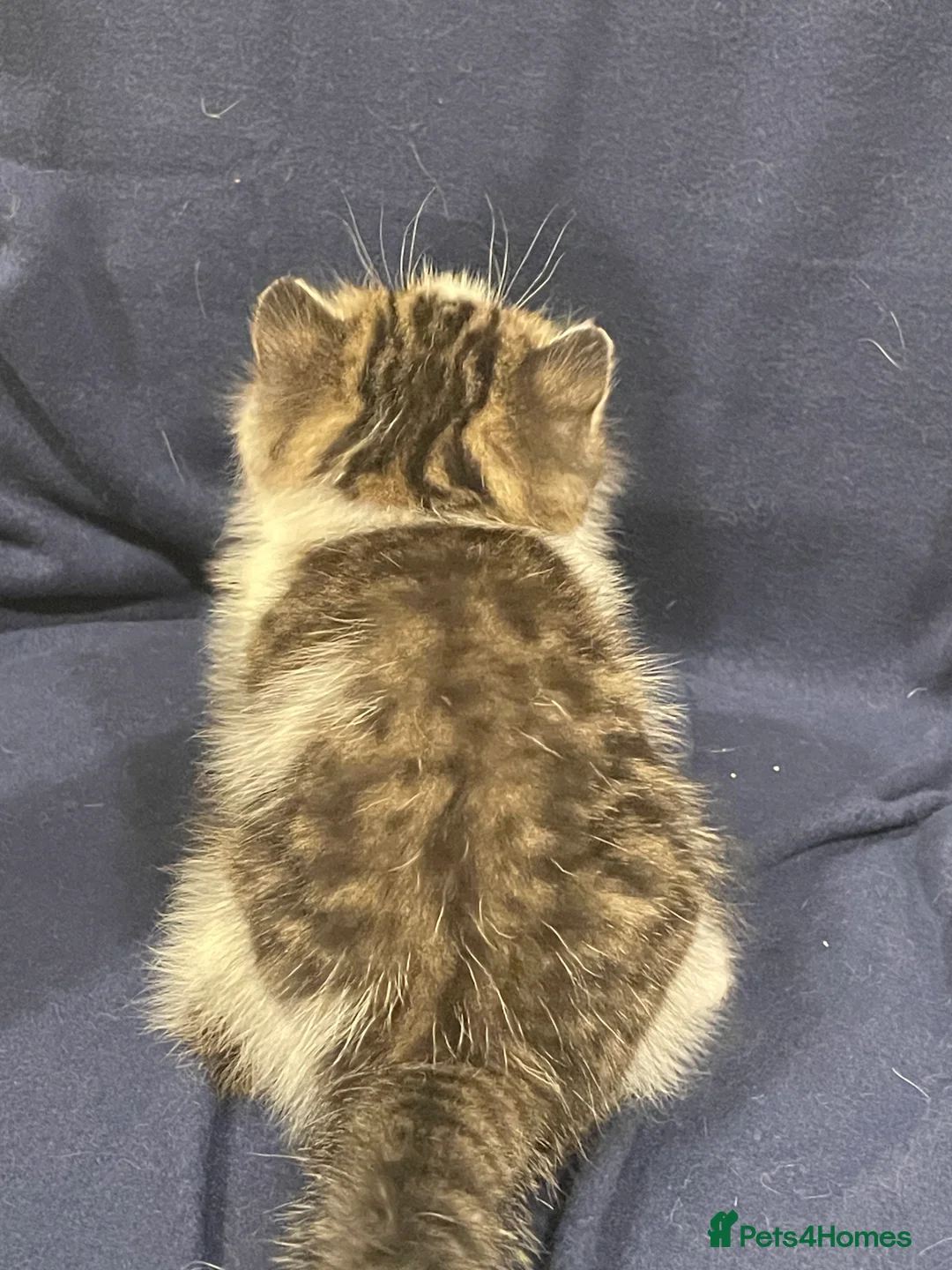 Exotic cats for sale: Gorgeous GCCF registered Exotic Shorthair kittens - Advert 17