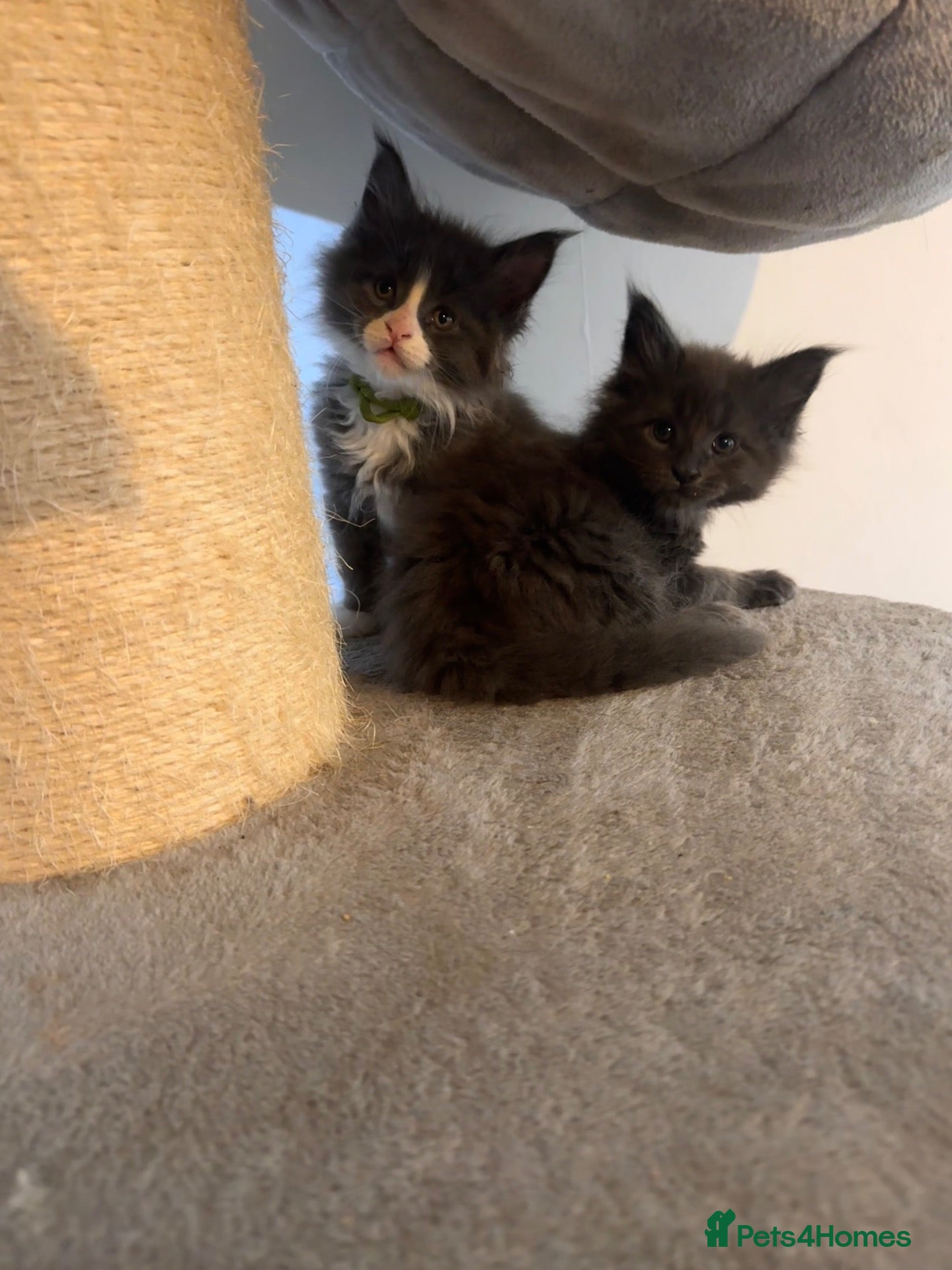 Maine Coon cats Super chunky Maine Coon Kittens available  - Advert 2