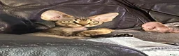 Devon Rex cats for sale: Two Devon Rex boys - Advert 12