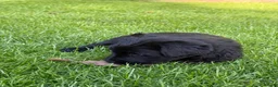 Giant Schnauzer dogs for sale: KC Registered Giant Schnauzer Puppies - Advert 9