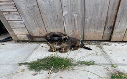 Shihpoo dogs for sale: 4 shihpoo males ready now in Telford - Image 24