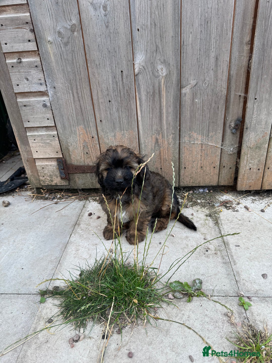Shihpoo dogs for sale: 4 shihpoo males ready now in Telford - Image 24