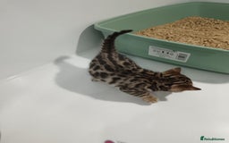 Bengal cats for sale: Pure Bengal kittens - Image 12