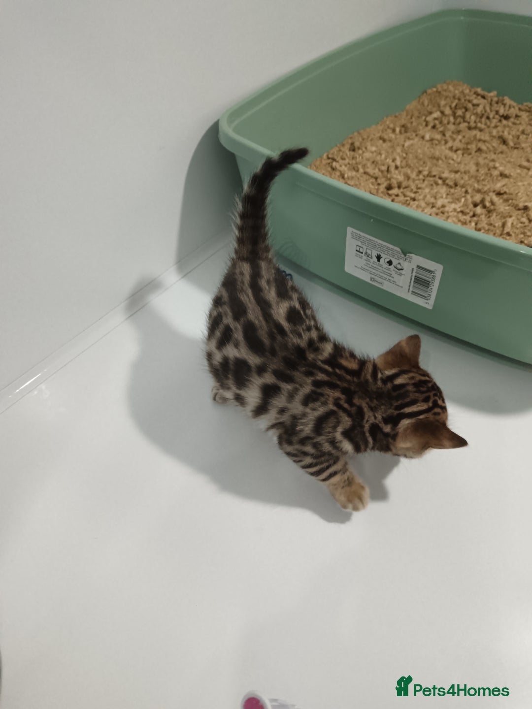Bengal cats for sale: Pure Bengal kittens - Image 12