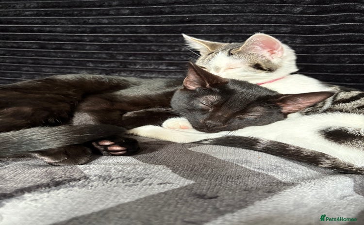 Mixed Breed cats - Advert 1