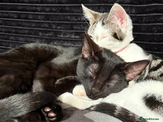 Mixed Breed cats - Advert 3