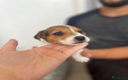 Jack Russell dogs for sale: 4 beautiful healthy jack Russel puppies  - Image 10