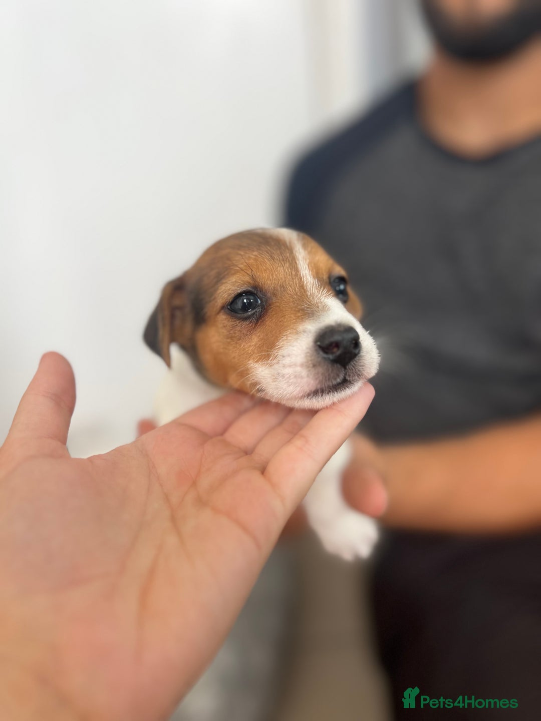 Jack Russell dogs for sale: 4 beautiful healthy jack Russel puppies  - Image 10