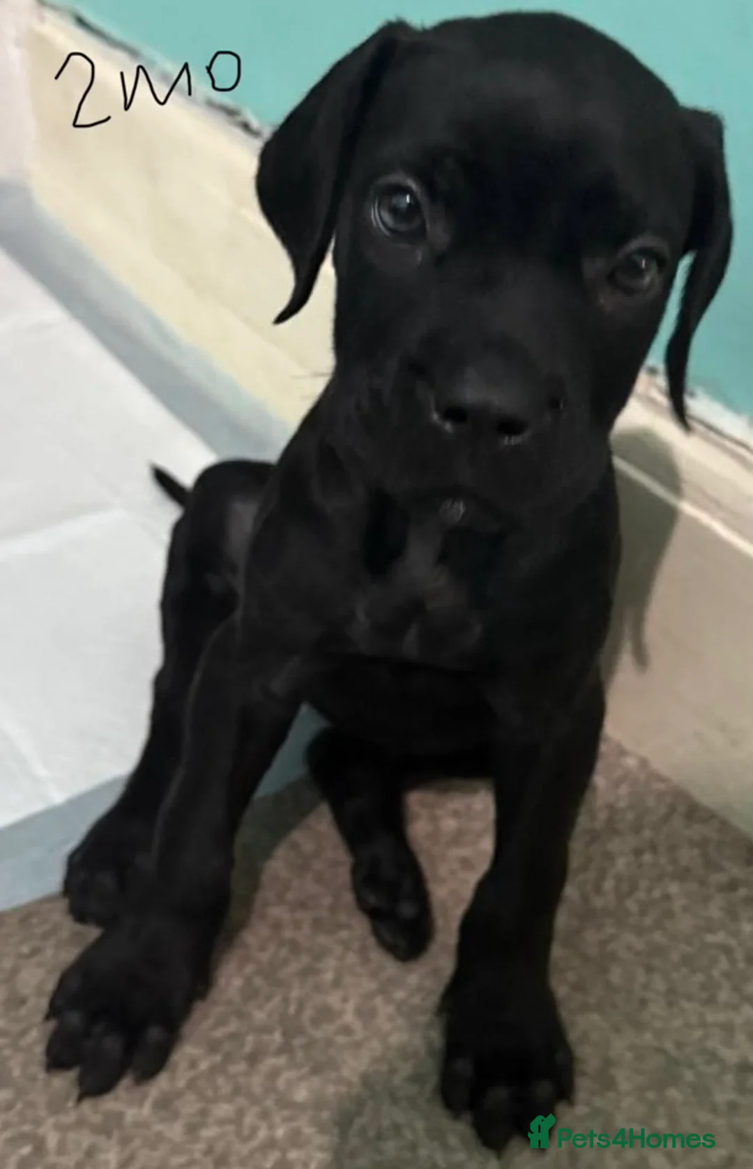 Cane Corso dogs for sale: Cane Corso - Advert 5