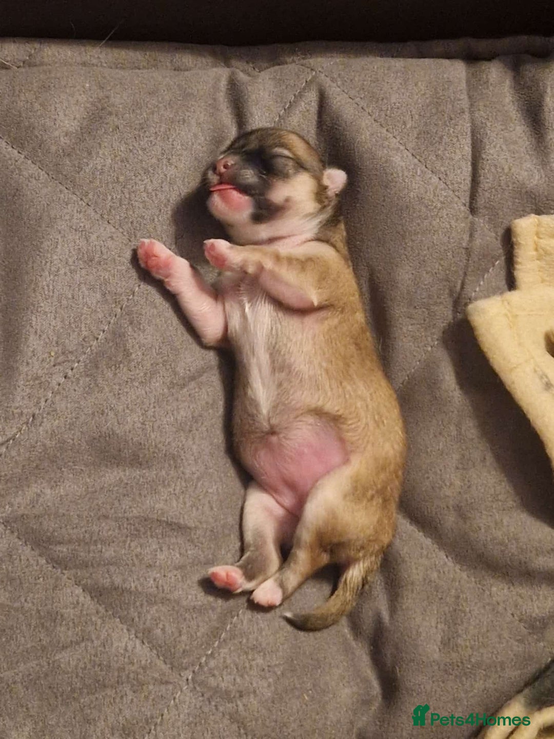 Chihuahua dogs for sale: Beautiful chihuahua girl - Advert 8