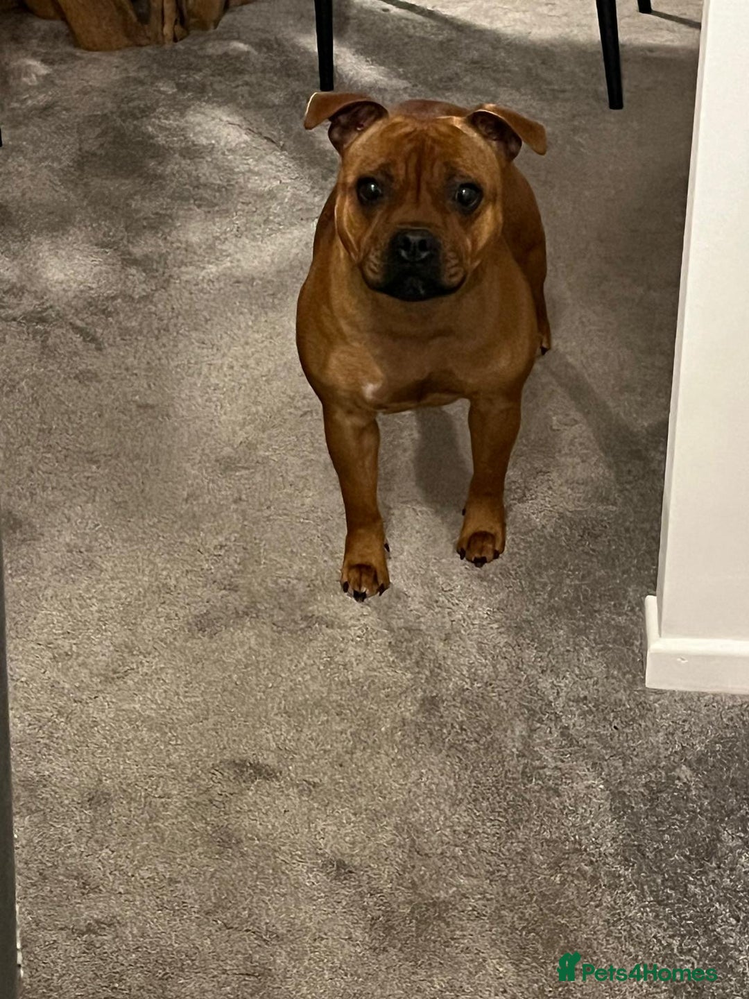 Staffordshire Bull Terrier dogs for sale: beautiful female red Staffordshire bullterrier - Image 4