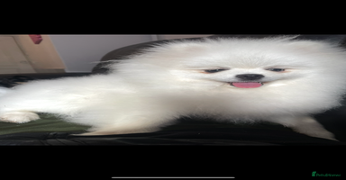 Pomeranian dogs - Advert 13