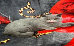 British Shorthair cats for sale: GCCF BSH Kittens pet homes only  - Image 26