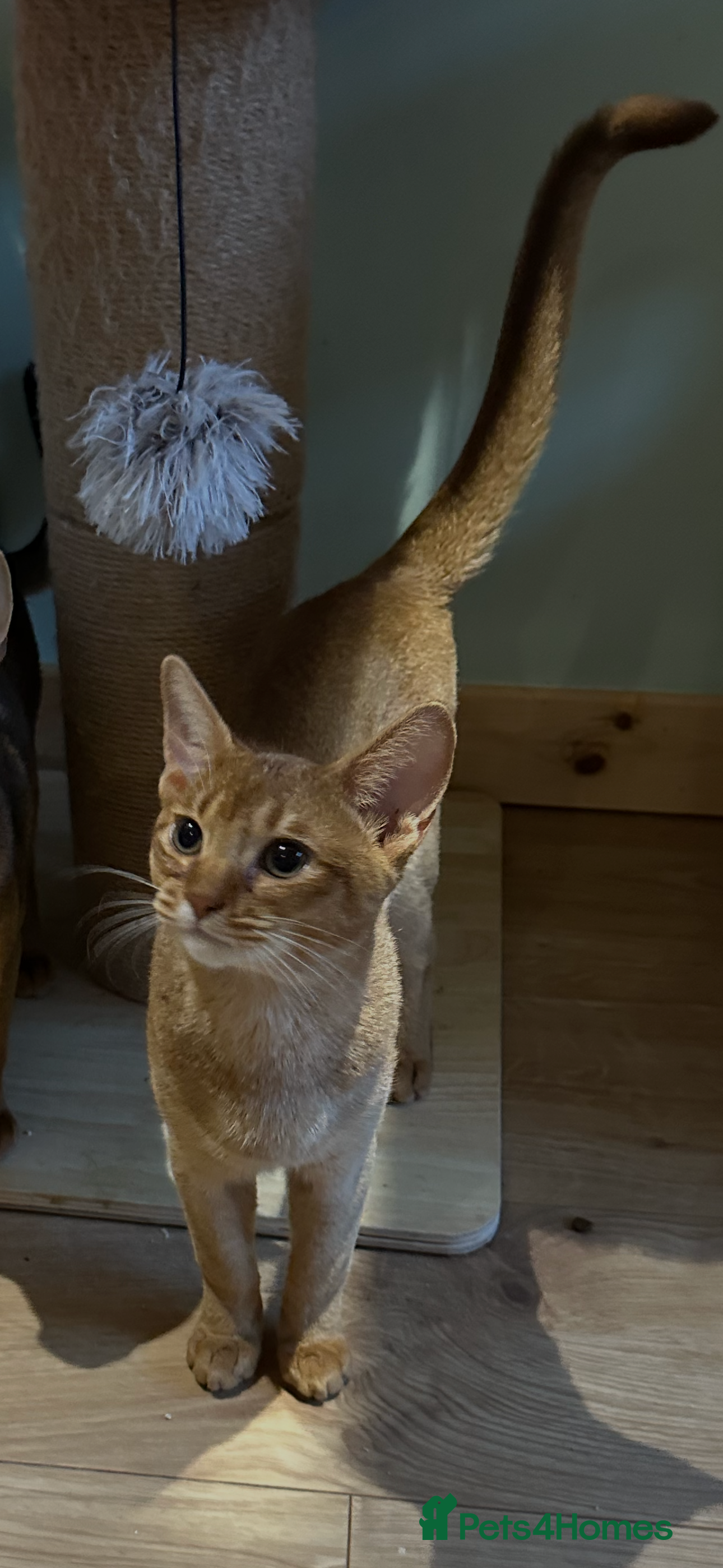 Abyssinian cats Last one boy Tica reg.🌟🌟🌟 - Advert 2