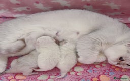 British Shorthair cats for sale: Silver pedigree kittens  - Image 8