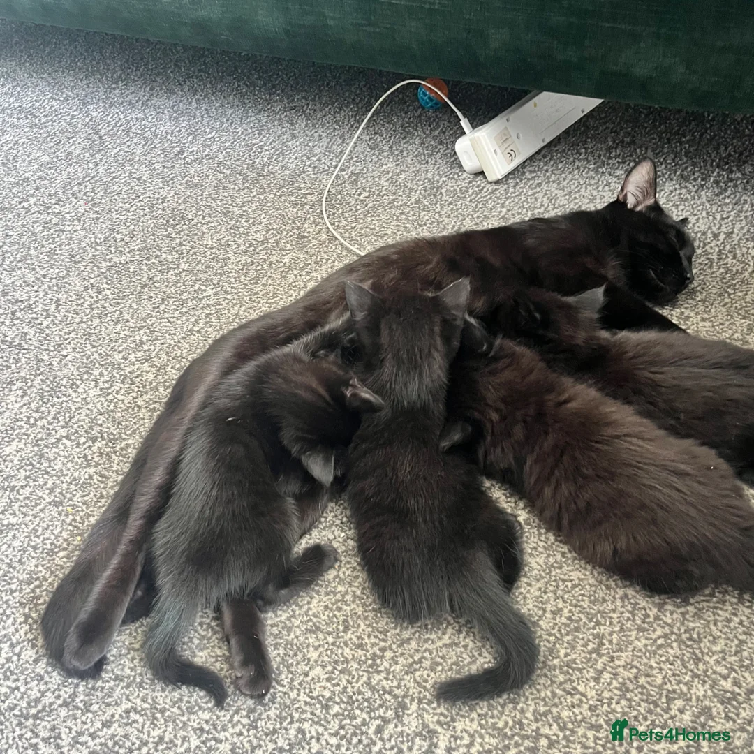 Mixed Breed cats for sale: Beautiful Girl Kitten 🩷 - Advert 1