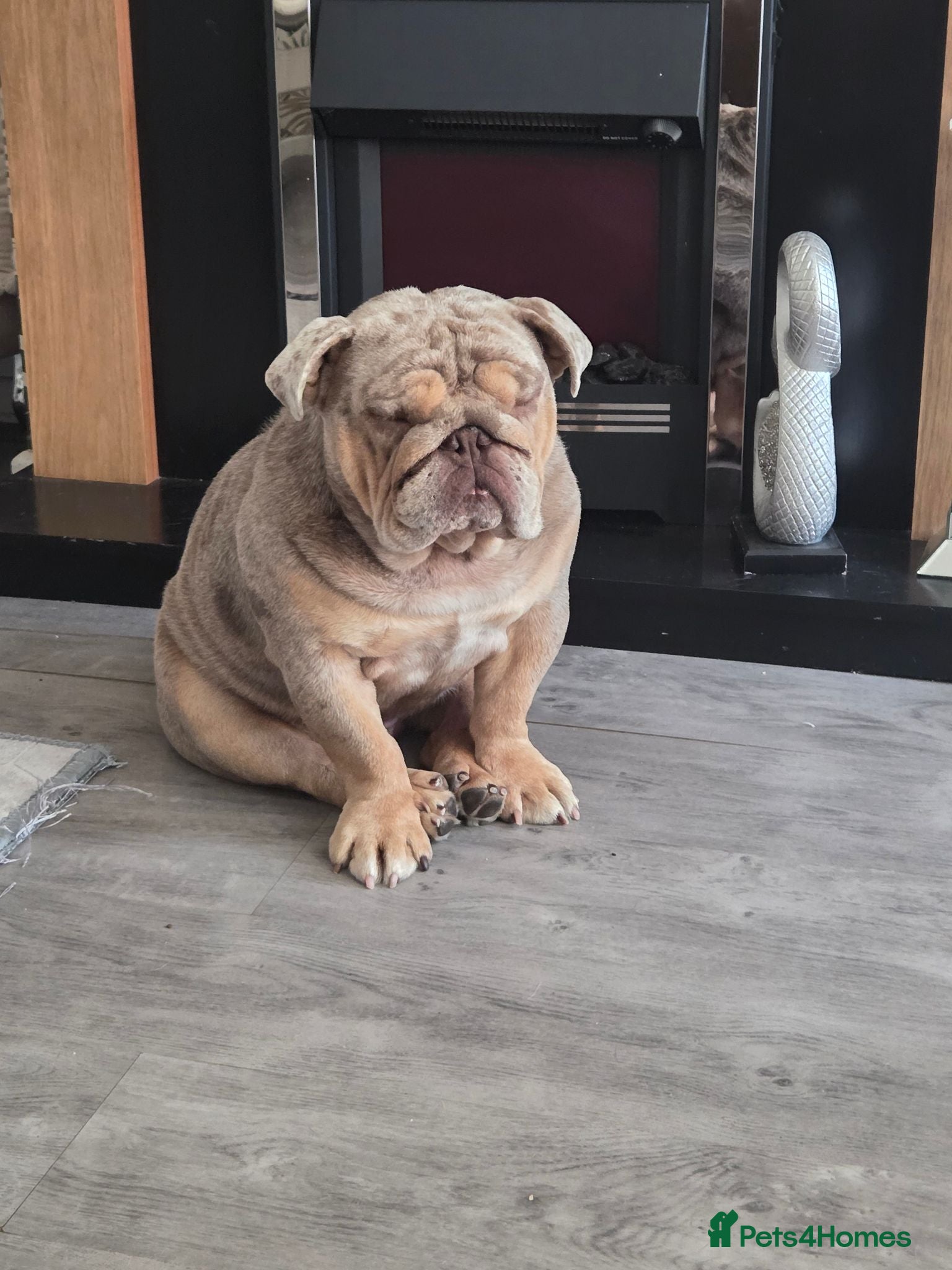 English Bulldog dogs MERLY pedigree  - Advert 1