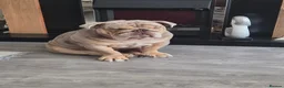 English Bulldog dogs for sale: MERLY pedigree  in Crawley - Advert 1