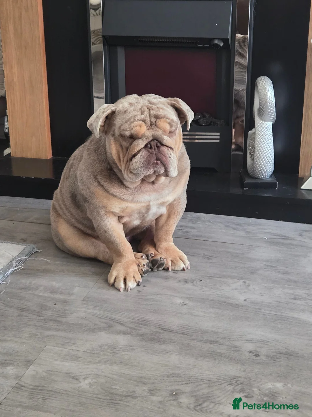 English Bulldog dogs for sale: MERLY pedigree  in Crawley - Advert 1