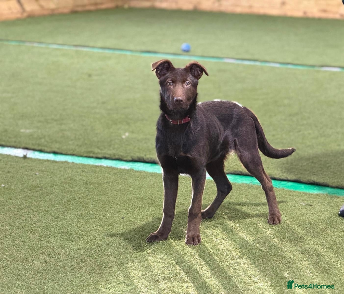 German Shepherd dogs German Shepherd Liver and Tan Male  - Advert 2