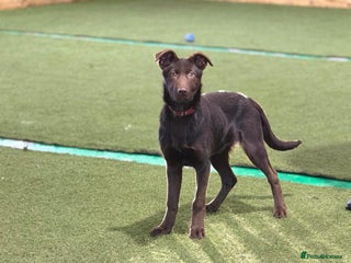 German Shepherd dogs German Shepherd Liver and Tan Male - Advert 8