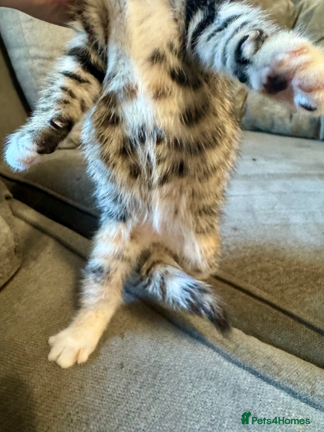 Bengal cats for sale: Bengal cross Maine coon - Image 4