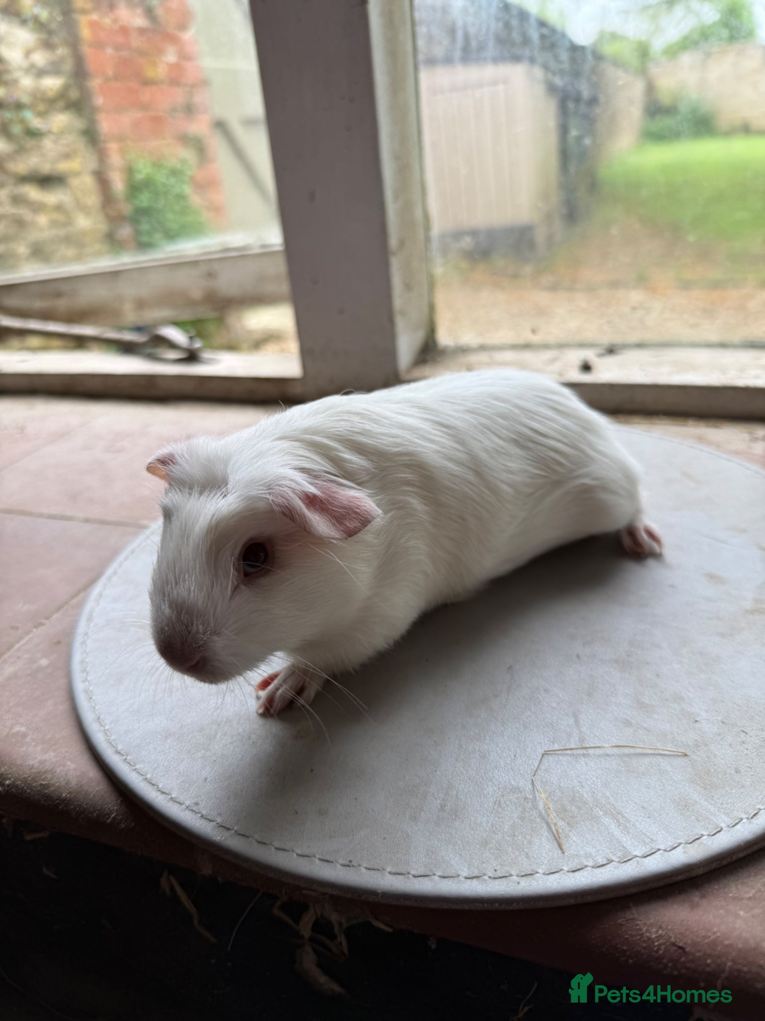Guinea Pig rodents 2 boys looking for new homes! - Advert 1