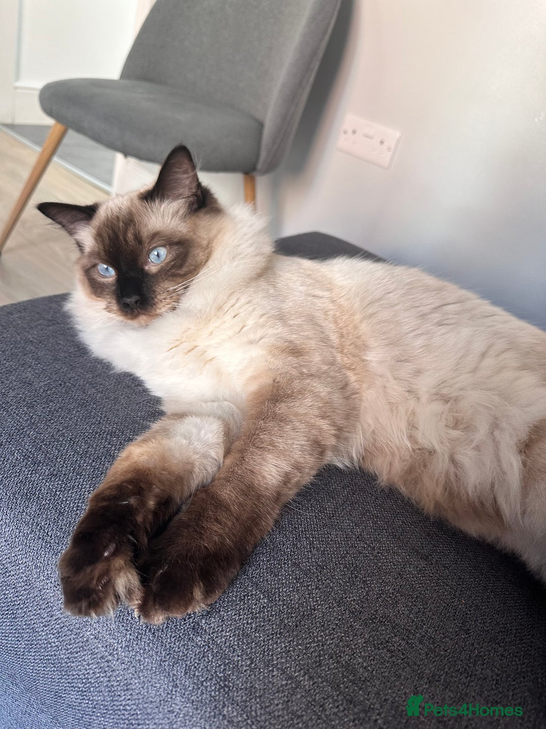 Ragdoll cats for stud: Beautiful Ragdoll Stud  - Image 6