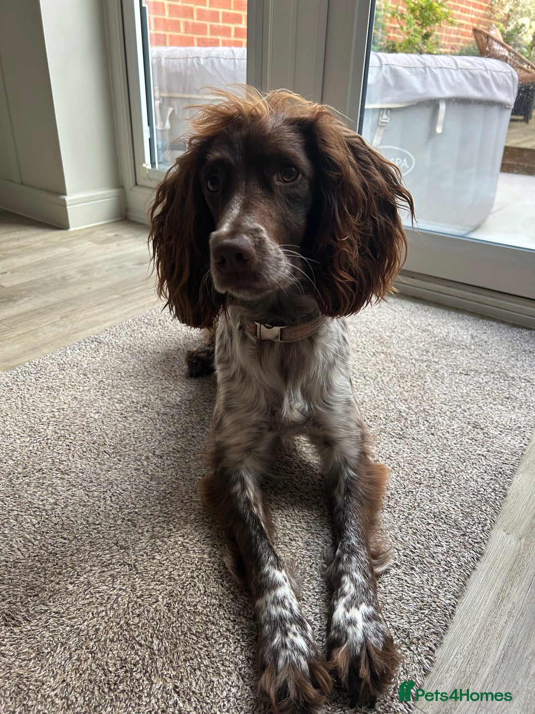 Sprocker dogs for sale: Sprocker Spaniel Pups - Image 2