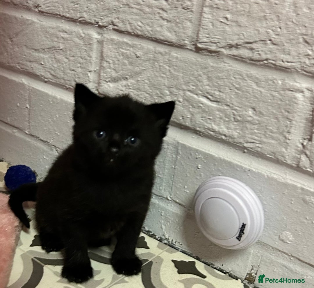 Russian Blue cats for sale: Black Russian blue  - Image 4