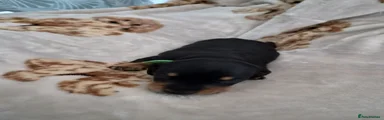 Miniature Dachshund Puppy 2