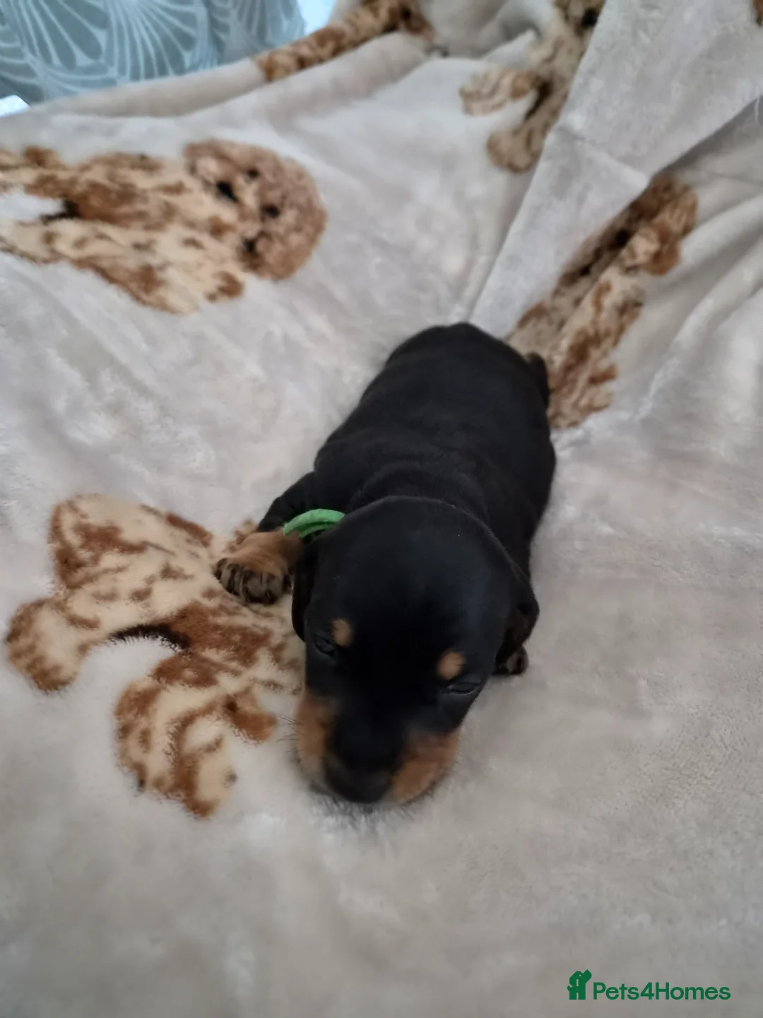 Miniature Dachshund dogs for sale: 3 beautiful male miniature daschunds avaliabke in Plymouth - Advert 2