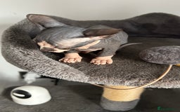 Sphynx cats for sale: Amazing colour Sphynx - Image 31