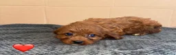 Cavapoo dogs for sale: Beautiful Cavapoo Puppies🐶❤️ - Advert 16