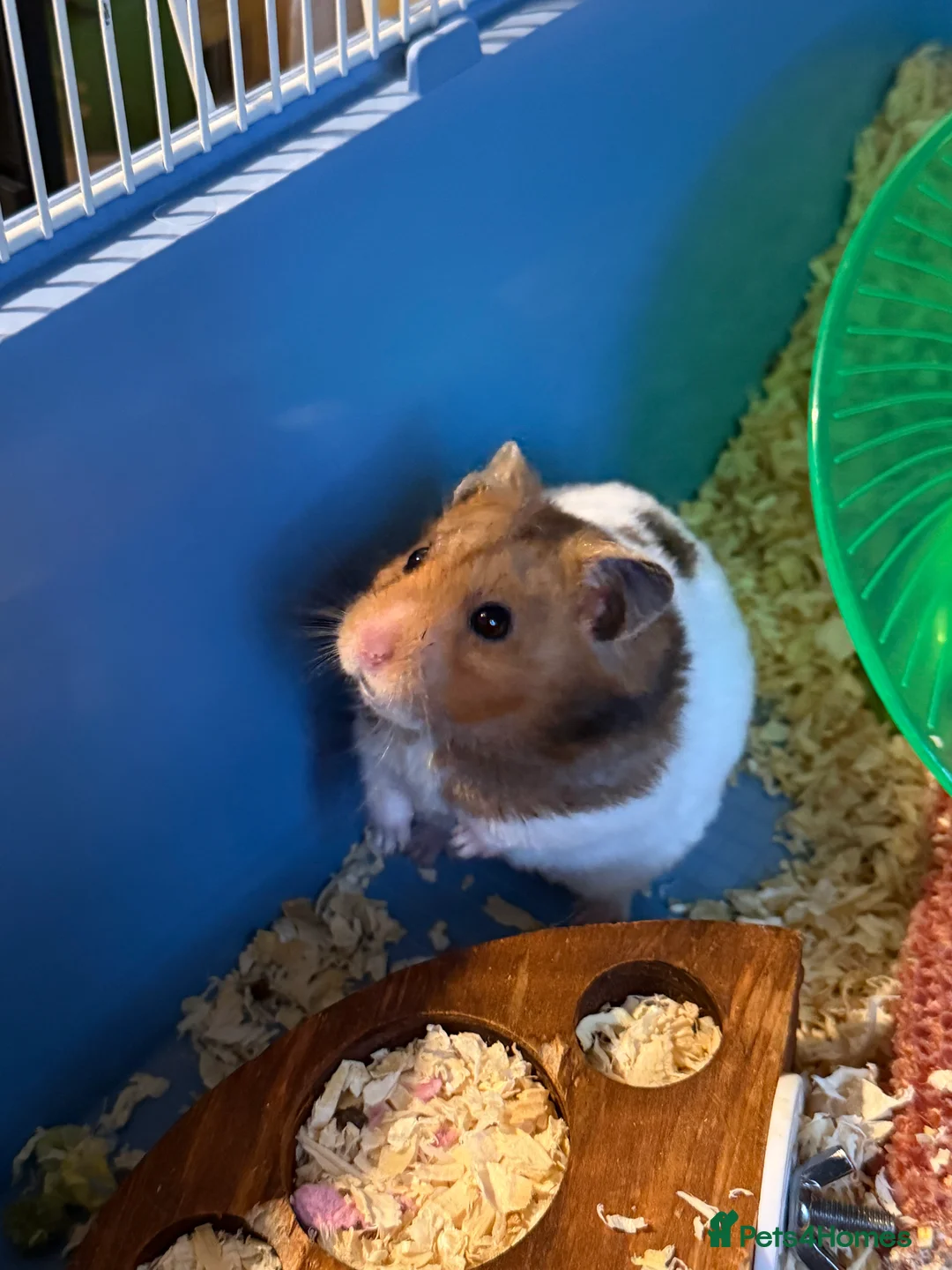 Hamster rodents for sale: 2 syrian hamsters 1 male 1 female - Advert 1