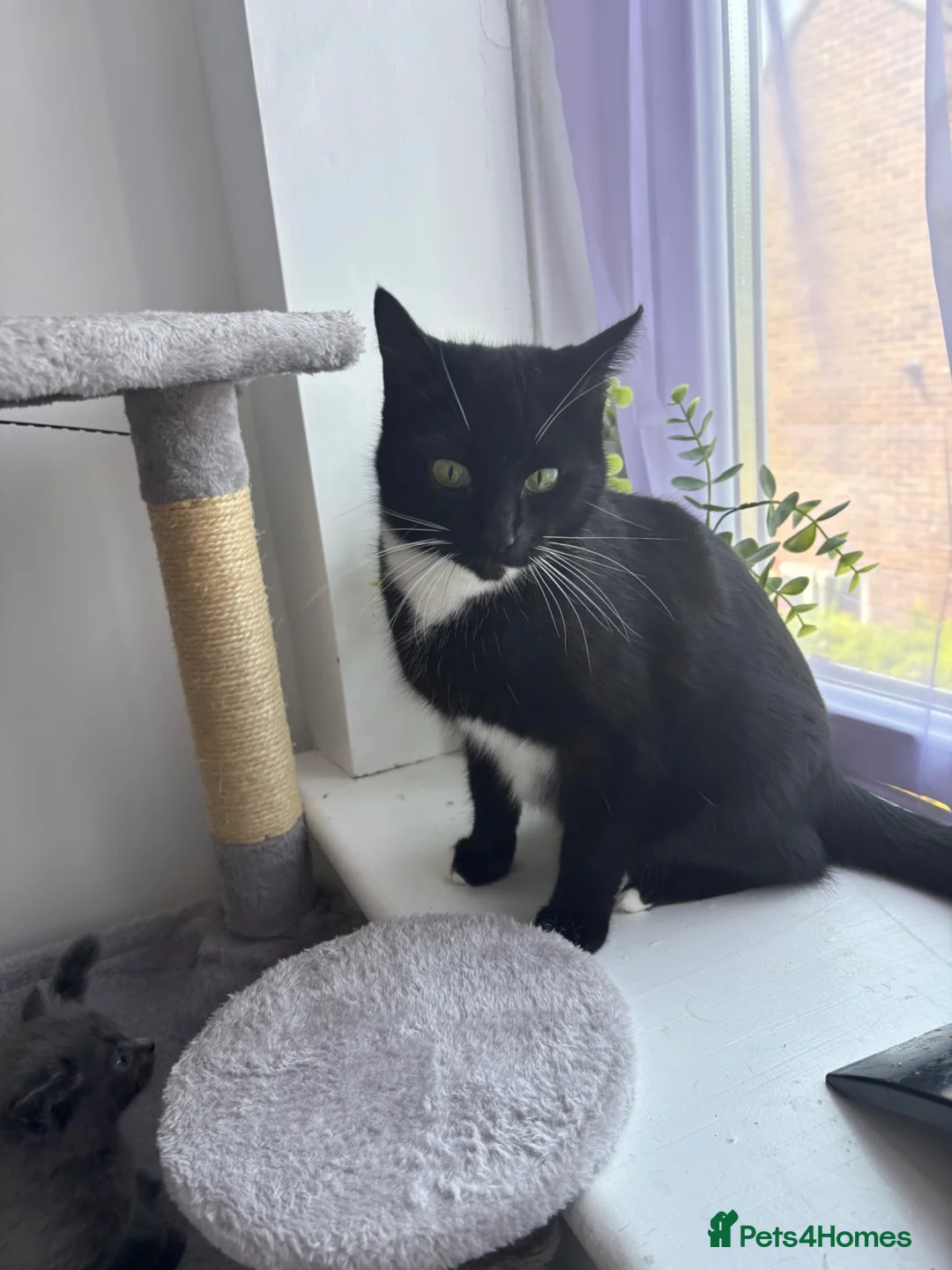 Mixed Breed cats for sale: Beautiful kittens   - Advert 4