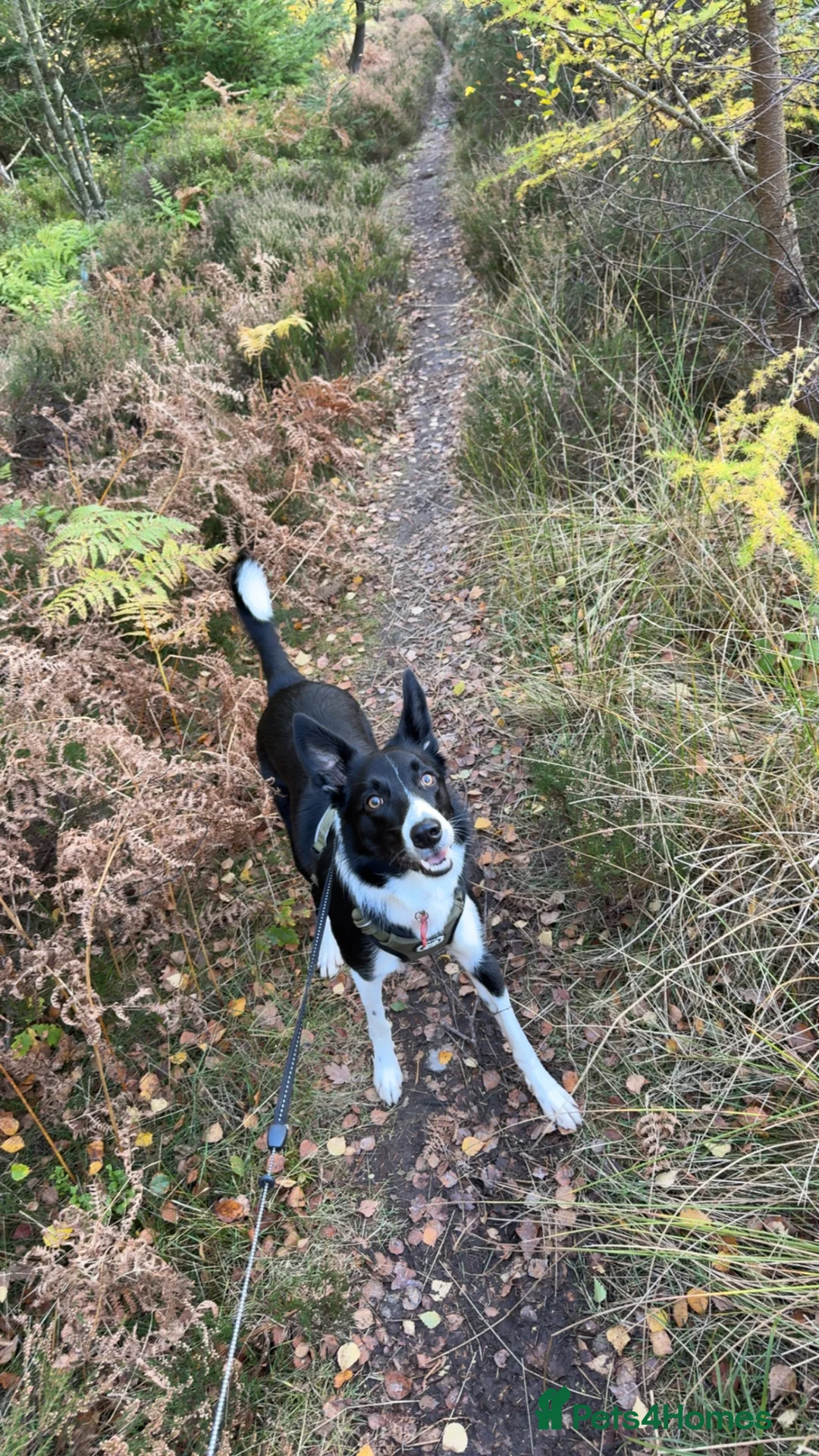 Border Collie dogs for sale: 2 year old border collie  - Advert 3