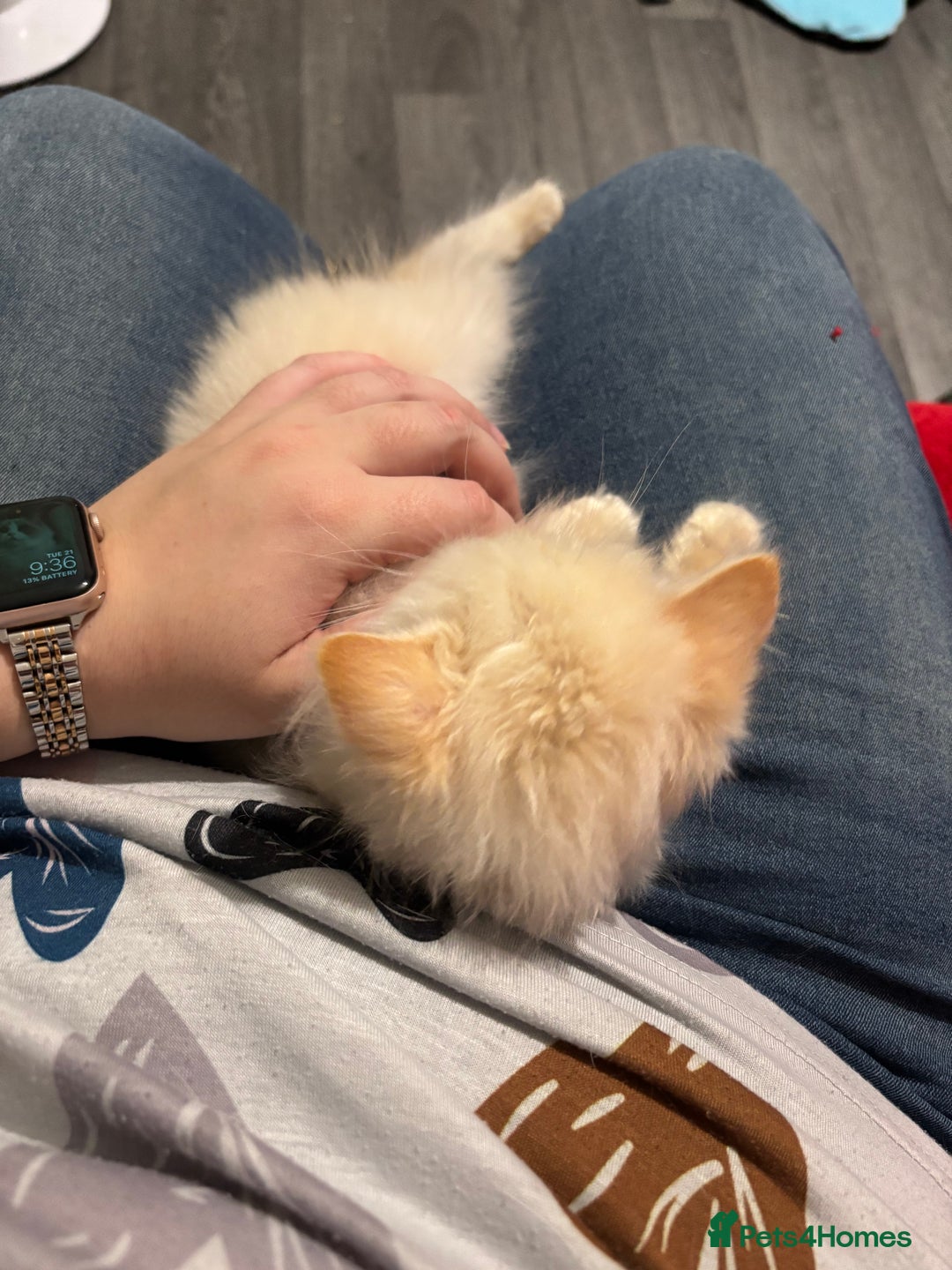 Ragdoll cats for sale: TICA red tabby point mink cherubim - Advert 3