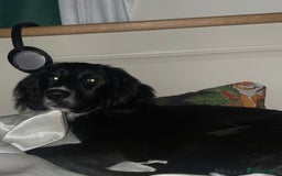 Springador dogs for sale: 🐾 Playful F1B Springador Puppy Needs A Home🐾 - Image 4