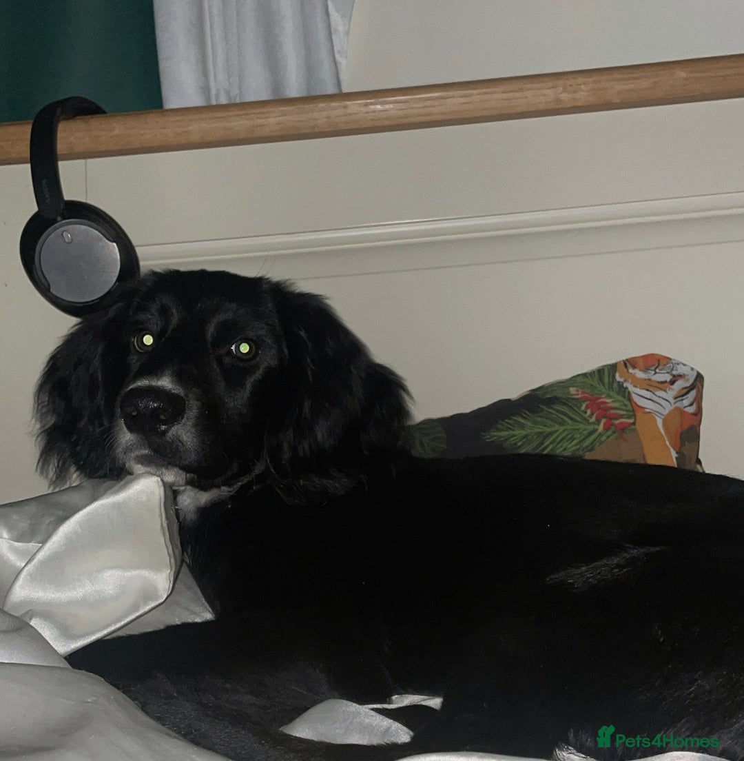 Springador dogs for sale: 🐾 Playful F1B Springador Puppy Needs A Home🐾 - Image 4