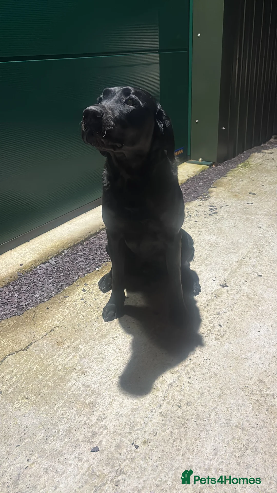 Labrador Retriever dogs for sale: Traditional Black Labrador Puppies in Caernarfon - Advert 2